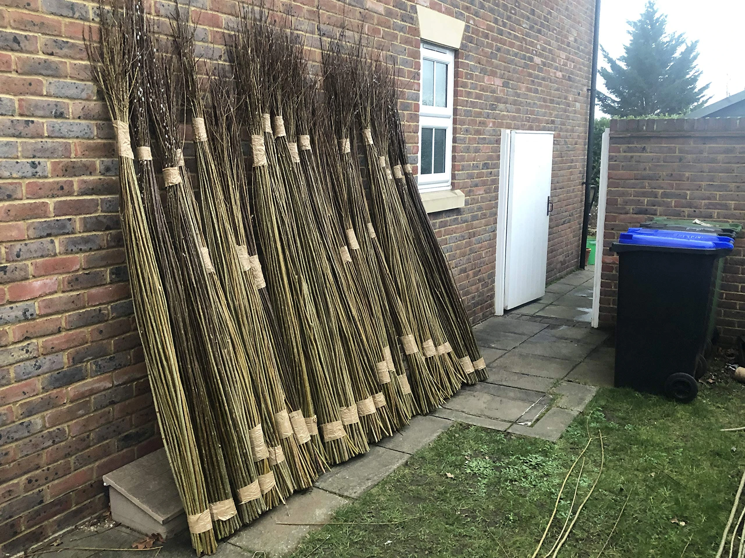 Living Willow Whips/Rods for Replanting. (Salix viminalis/Common Osier), Whips in Bundles, Grown Organically in UK, harvested and Handled by Hand, Native to The UK (500, 180cm/6ft)