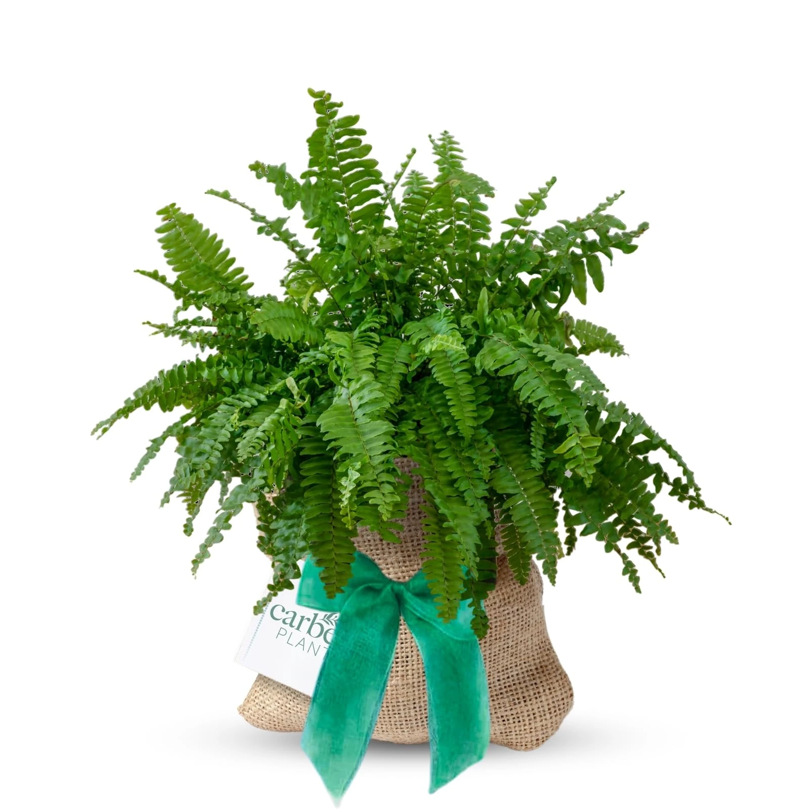 Carbeth Plants Boston Fern Indoor Plant Gift Wrapped – Personalised Message – Present Idea for Women, Friends and Loved Ones – Air Purifying & Easy to Care