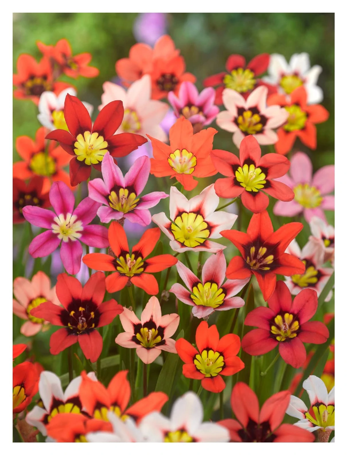 Oliwier's Bulbs 20x Sparaxis Tricolor Mix Summer Flowering Bulbs Garden Hardy Perennial Beautiful Harlequin Flower, Yellow,Orange,White,Red,Pink,Black