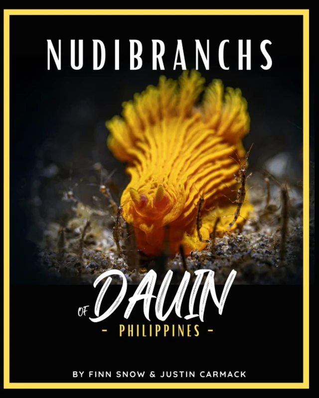 Nudibranchs of Dauin, Philippines