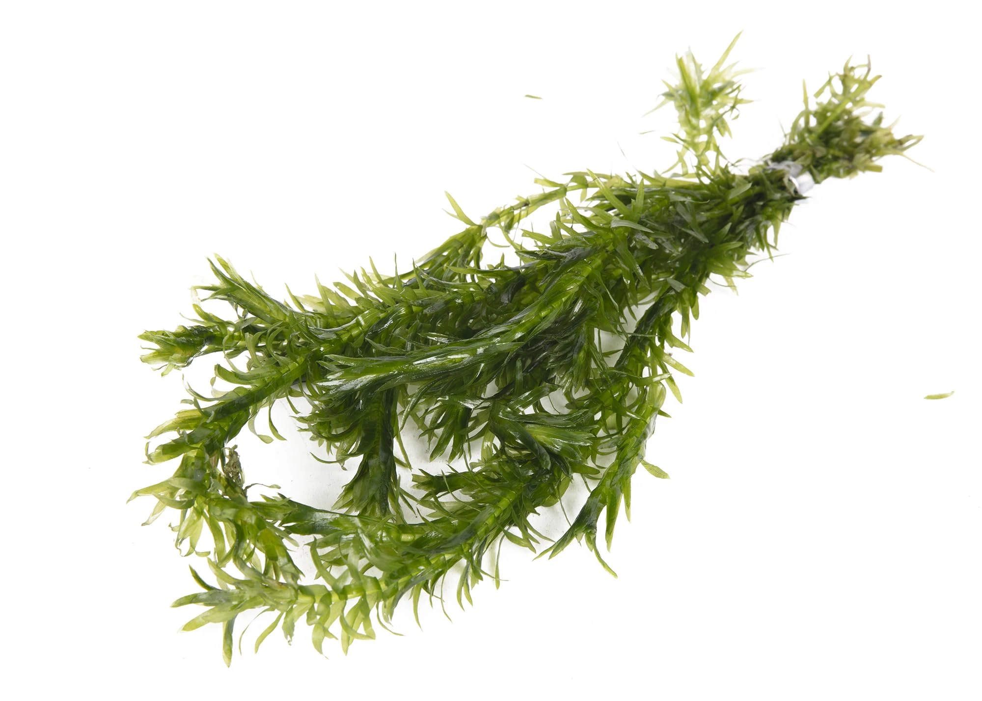 Lincolnshire Pond Plants Ltd 5 x Oxygenating Weed Live Pond Plant ELODEA DENSA - Also Aquarium Aquatic Plants (Weighted)