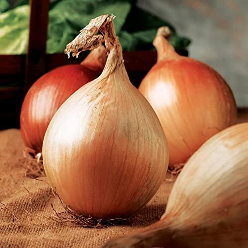 Simply Garden Onion Ailsa Craig Seeds Grow Your Own Vegetables