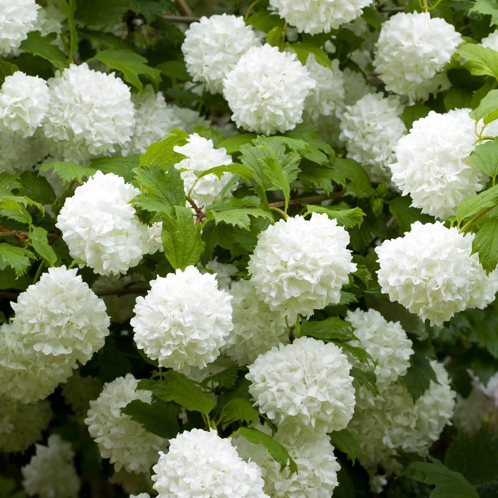 You Garden - Three Viburnum opulus 'Roseum' Snowball Tree in 9cm Pots Ready to Plant Out - Snowball Tree in a 9cm Pot Deciduous Shrubs for Gardens Hardy Plants for Outdoors in Garden Approx Growth 4m