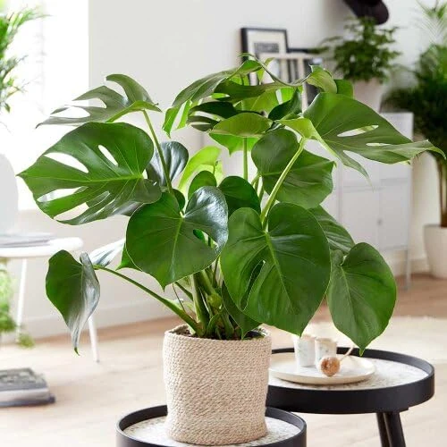 Monstera Deliciosa Swiss Cheese Plant in 12cm Pot - Air Purifying Indoor Houseplant - Easy to Care for - Ideal for Bathroom, Kitchen, Bedroom, Office