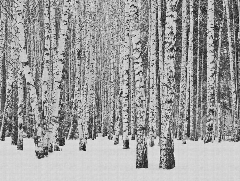 Livingwalls Birch Forest The Wall Non-Woven Wallpaper 3.71 m x 2.80 m Black White Grey Made in Germany 382591 382591
