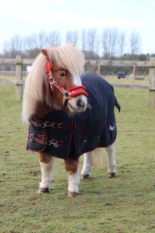 Rhinegold Foal Thor Outdoor Rug-3/9-Black bound Red