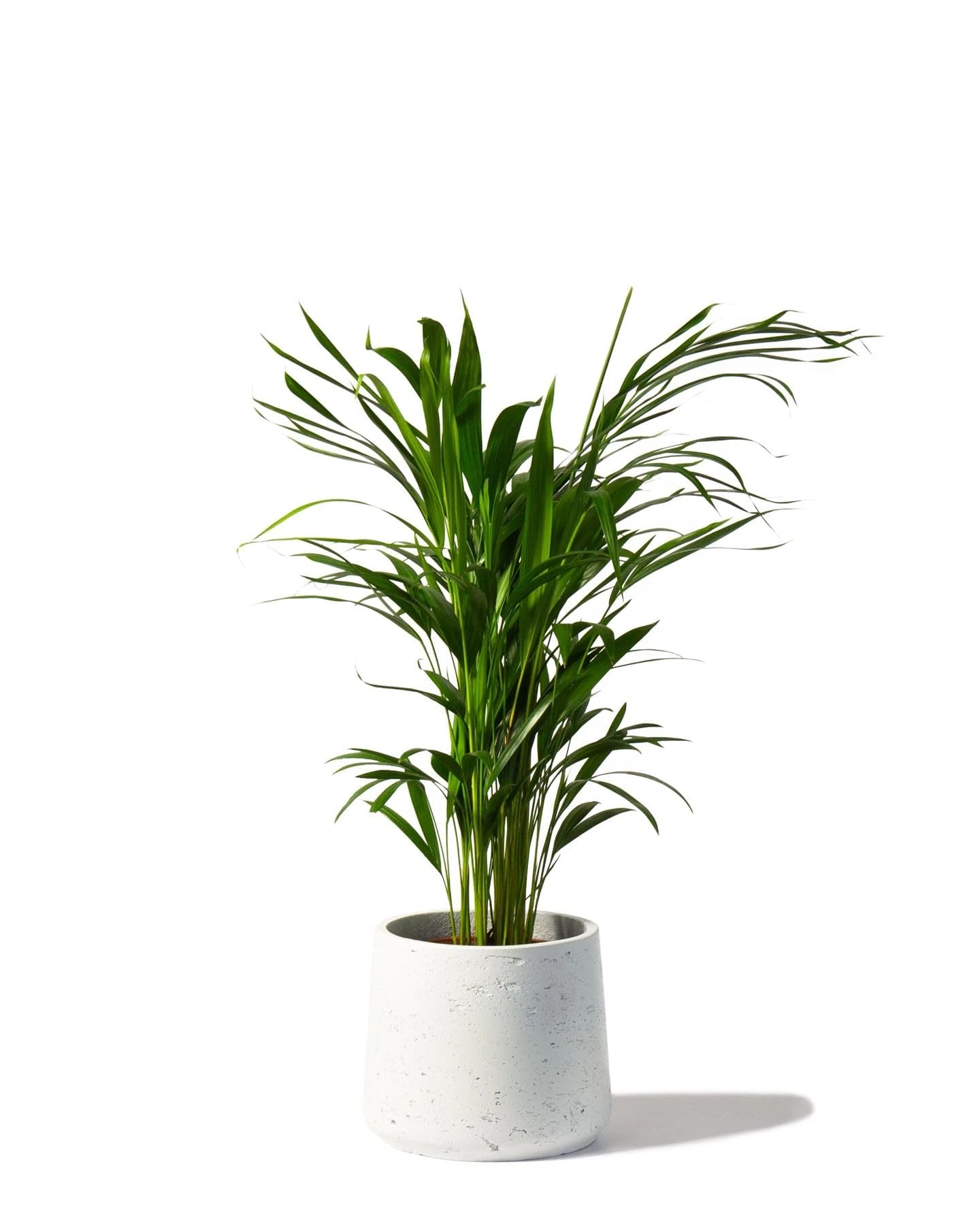Areca Palm Large Indoor House Plant Real Tropical Plants (appromixately 110cm Tall incl. Pot) Lush Foilage
