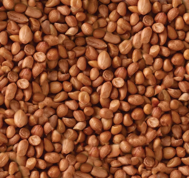 Peanuts for Wild Birds 25kg - High Energy Food, High Protein Feed, Rich in Fats and Fibre, Great for Hanging Feeders, Bird Tables and Ground Feeding, Bulk Bag - Buzzby's