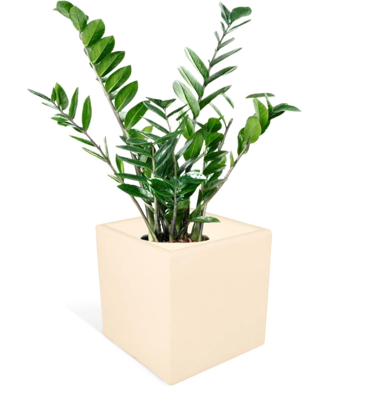 Kloris CUBICO planter square ELLENICO 45 polyethylene col. cream All capacity cm 45x45 Height and depth cm 45