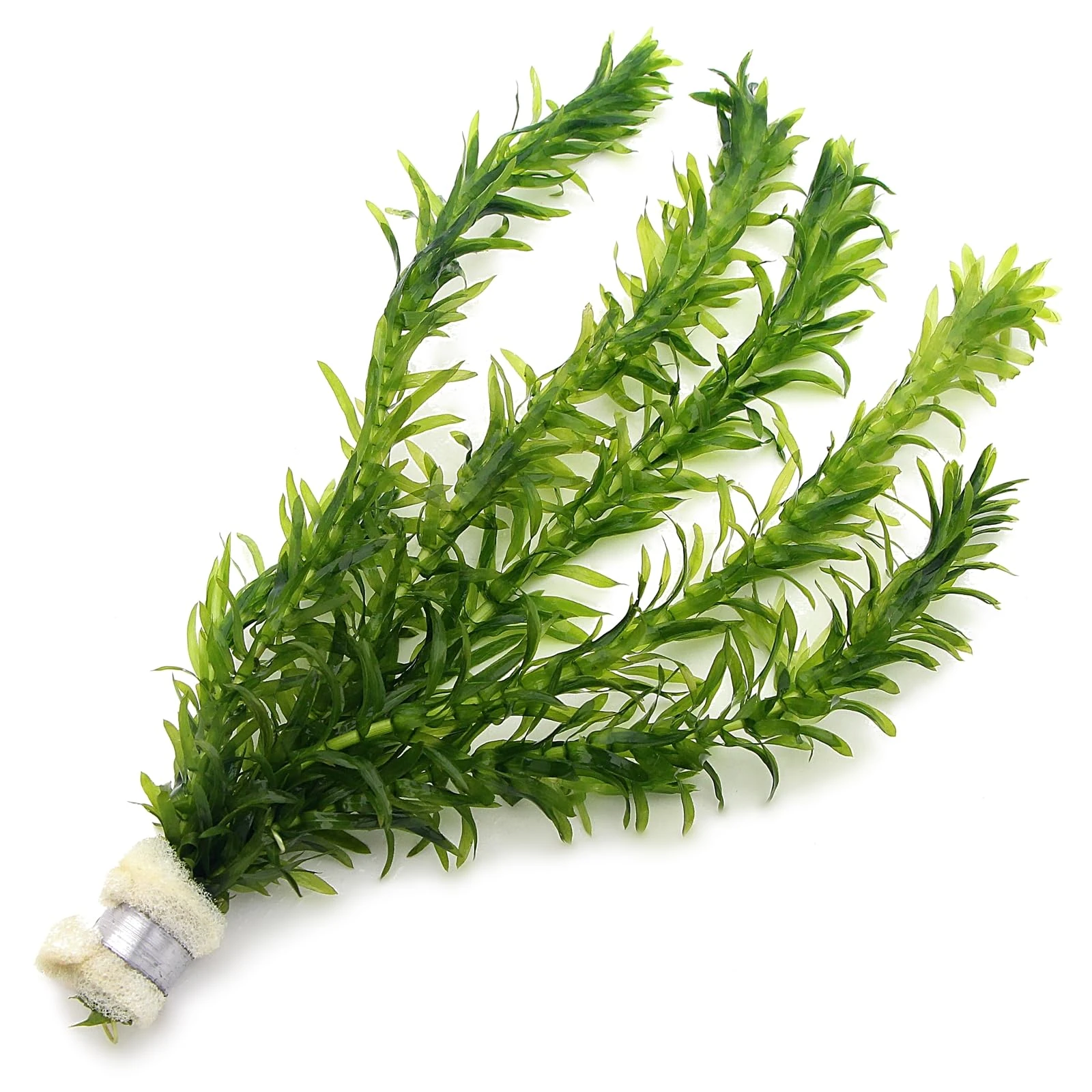 k2aqua - 5 ELODEA DENSA - Oxygenating Weed Live Pond Plant Water Aquarium Aquatic Plants Egeria