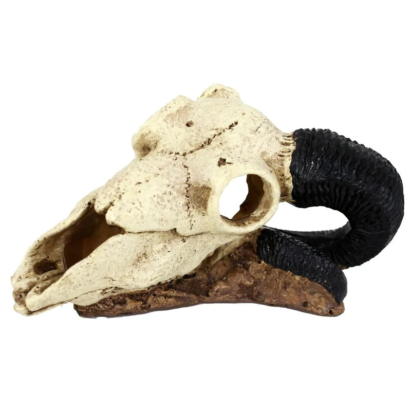 Reptiles-Planet B Rams Skull