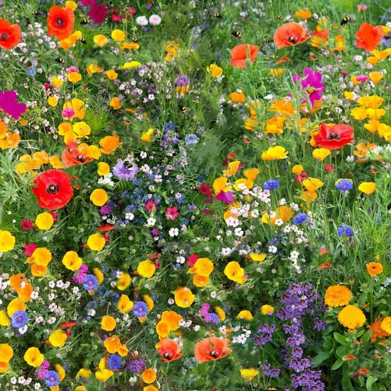 Wildflower Seeds More Than 21 Pure Seeds Scented NO Grass Bee Butterfly Mix Meadow Garden UK Seed (100 Square Meter)