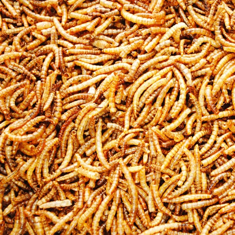 UK GROW 10L Premium value Dried Mealworms 10 litres (10L)