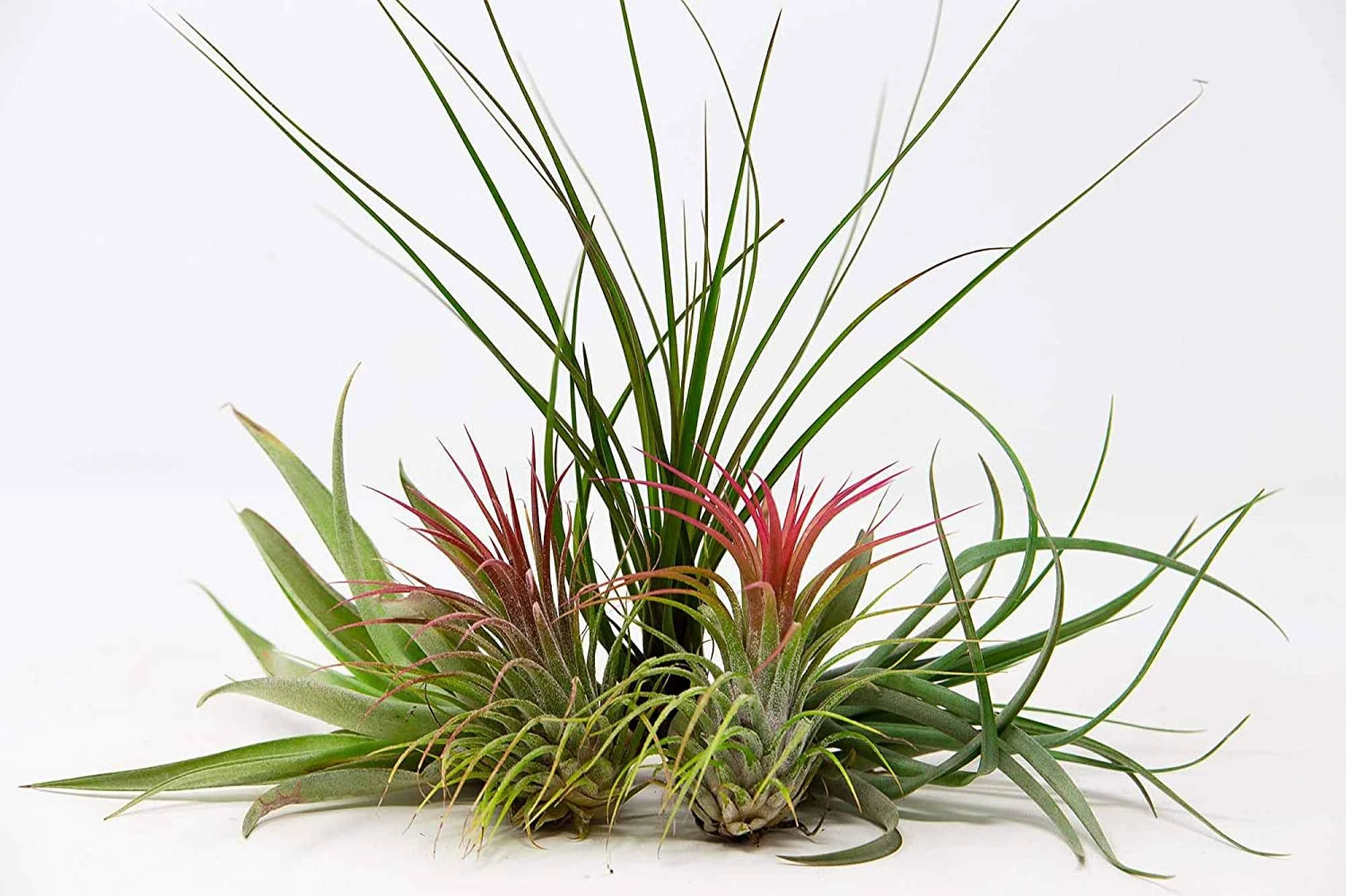 Air Plant Pack - Easy to Keep - Live House Airplants - Mixed Selection (5)