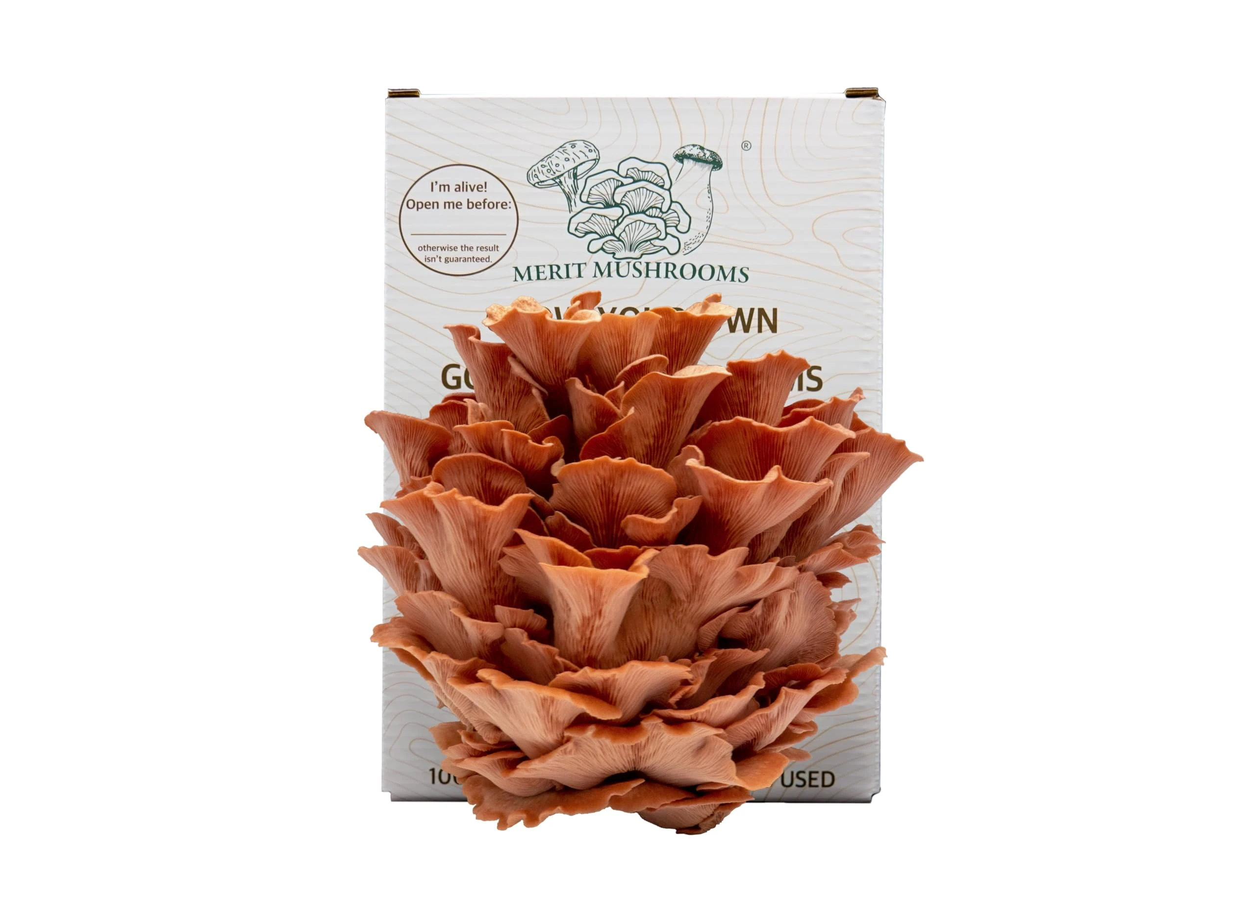 Merit Mushrooms - Large Pink Oyster Mushroom Growing Kit | Ready-to-Grow | Cut and Spray | Mushrooms in as Little as 2 Weeks | Grow Your Own Mushrooms