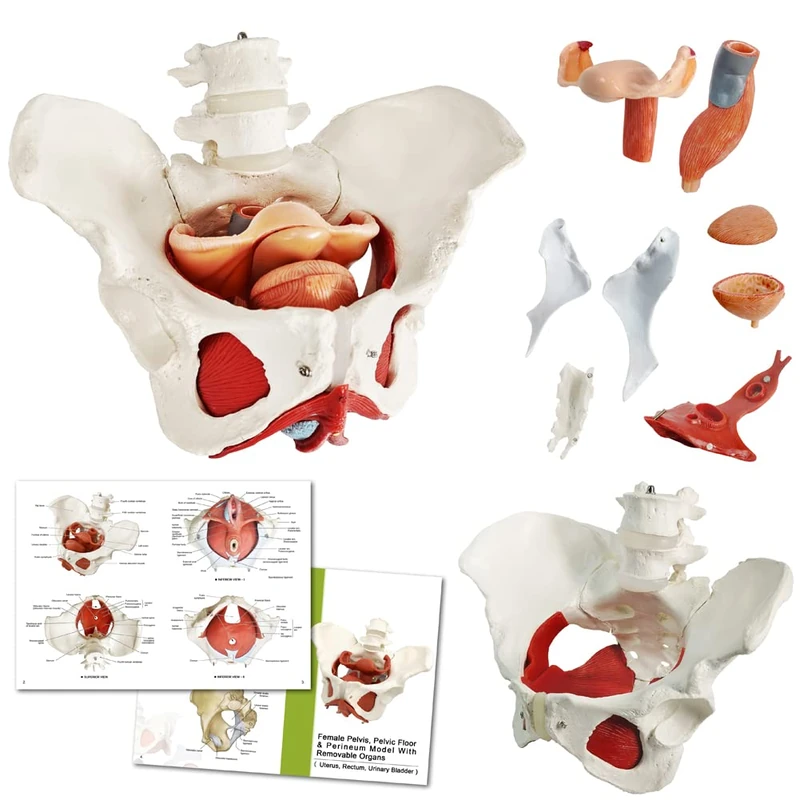 Benilev Female Pelvis Model with Pelvic Floor Muscles 1:1 Size