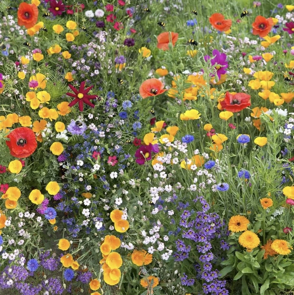 5g Mixed Wildflower Seeds, Attracts Butterflies, Bees, Hummingbirds Pollinators Maintain & Cornflower Mix Garden Gift Bag Kids More Than 20 Colorful Butterfly Meadow Packet