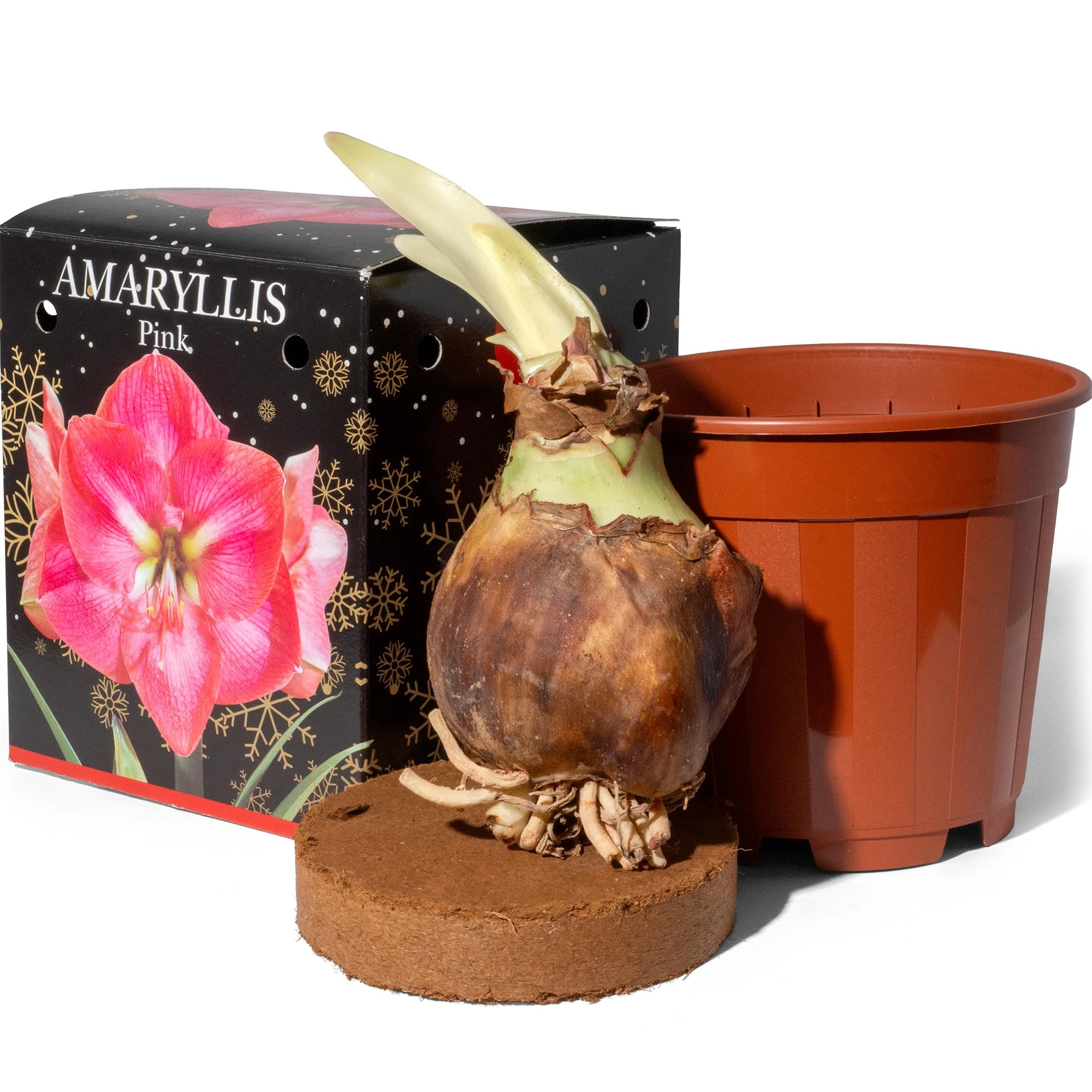 Amaryllis Pink (1 Bulb) – Perfect Indoor Houseplant for Easy Growing – Comes in a Gift Box with Pot & Compost for Simple Care – Ideal for Brightening Homes or Gifting – by Jamieson Brothers®