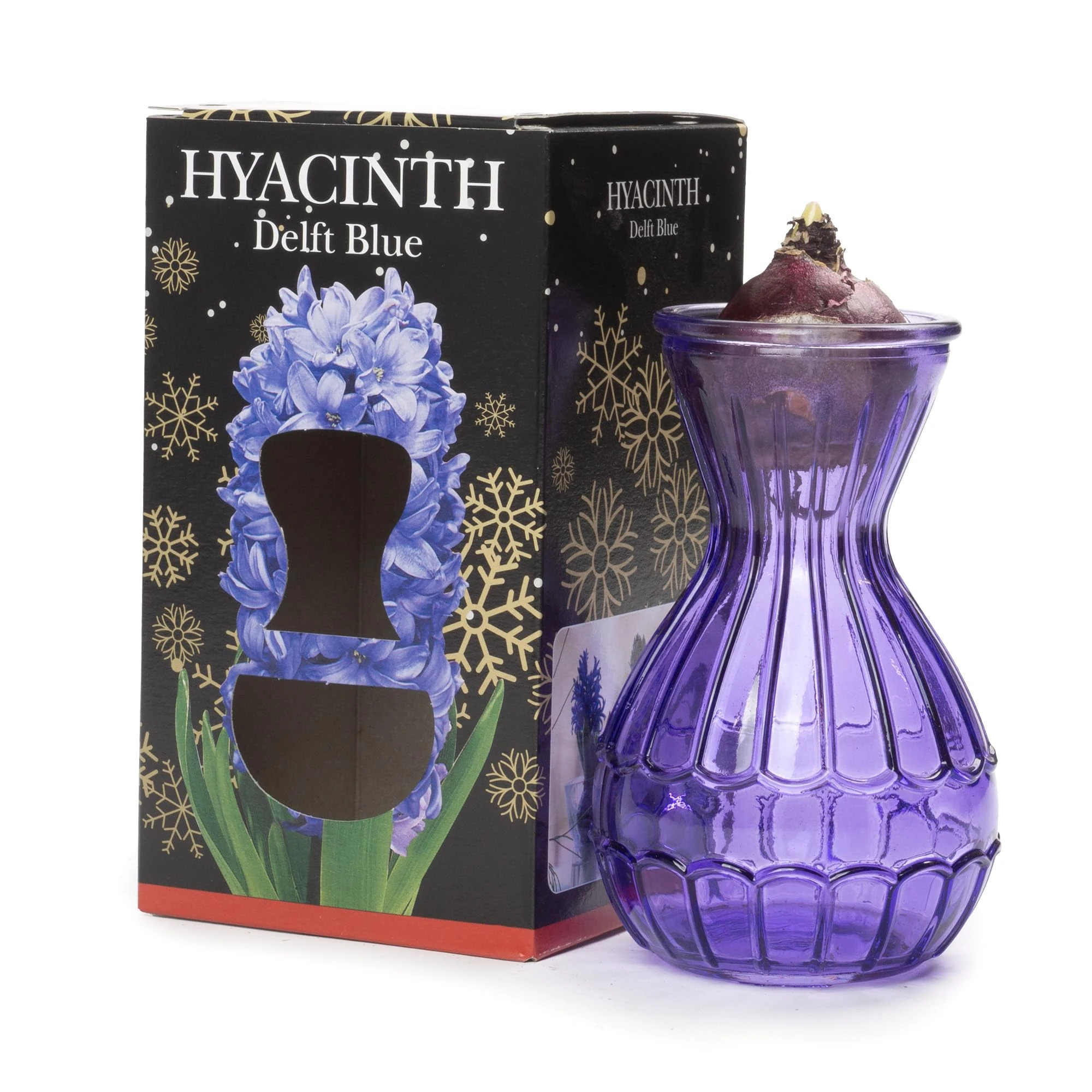 Jamieson Brothers® Hyacinth Bulb in Stunning Blue Vase (1 Bulb) – Beautifully Packaged in a Gift Box – Perfect Holiday Present for Loved Ones, Parents, or Friends