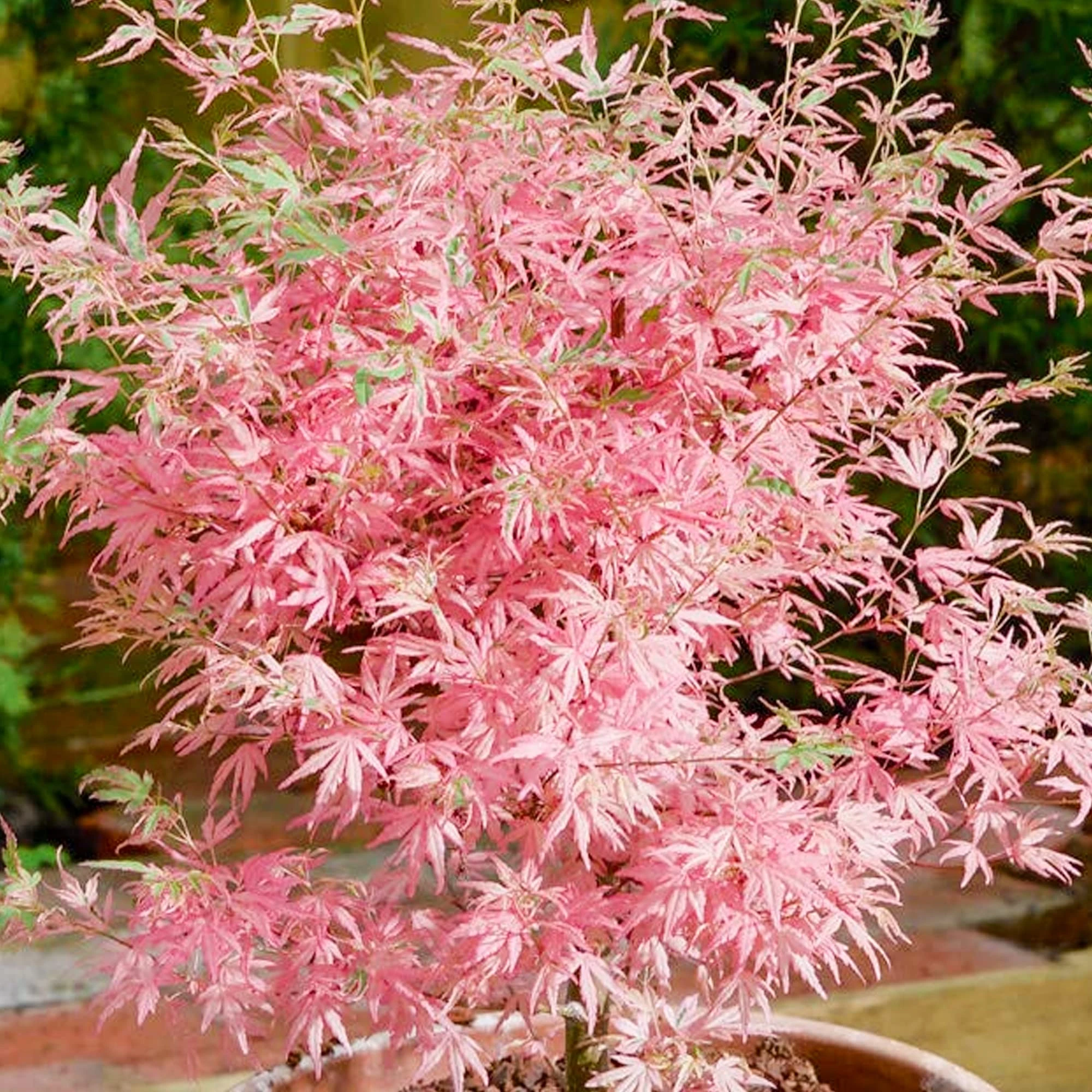 Acer palmatum Taylor - Japanese Maple Tree | Large Outdoor Garden Ready Plant in Pot (20-30cm Incl. Pot)