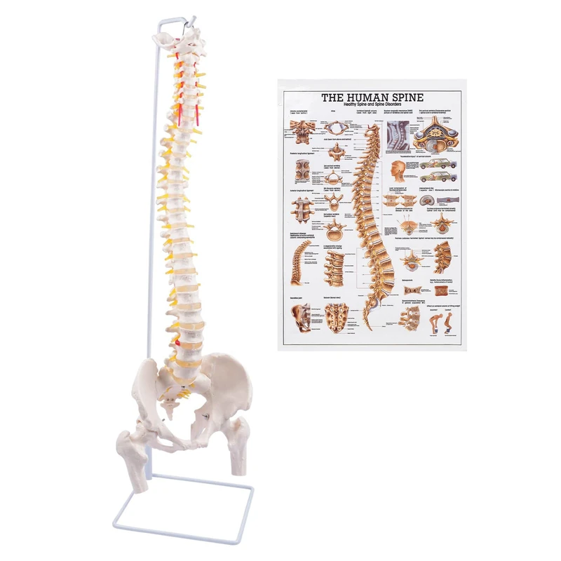 Spine Model, 34.6" Life Size Spinal Cord Model Flexible Anatomical Spine with Vertebrae, Nerves, Lumbar Column, and Male Pelvis with Stand for Science Study or Patient Education，Chiropractors - Image 1