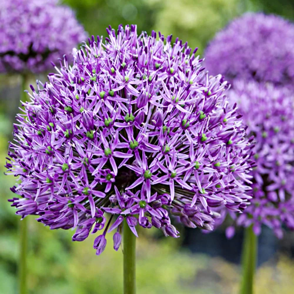 8 x Allium Purple Sensation – Spring Flowering Bulbs – RHS Plants for POLLINATORS – RHS Award of Garden Merit - Hardy Perennial – Long-Lasting Blooms for Cut Flowers – for Your Beautiful Garden