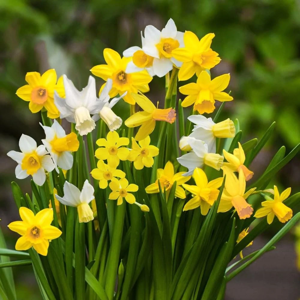 Daffodil Mixed - Spring Flowering Bulbs - Perennial - Popular Narcissus Variety - Fragrant & Attractive - Ready to Plant - for Your Beautiful Garden (12 x Dwarf Daffodil Mixed)