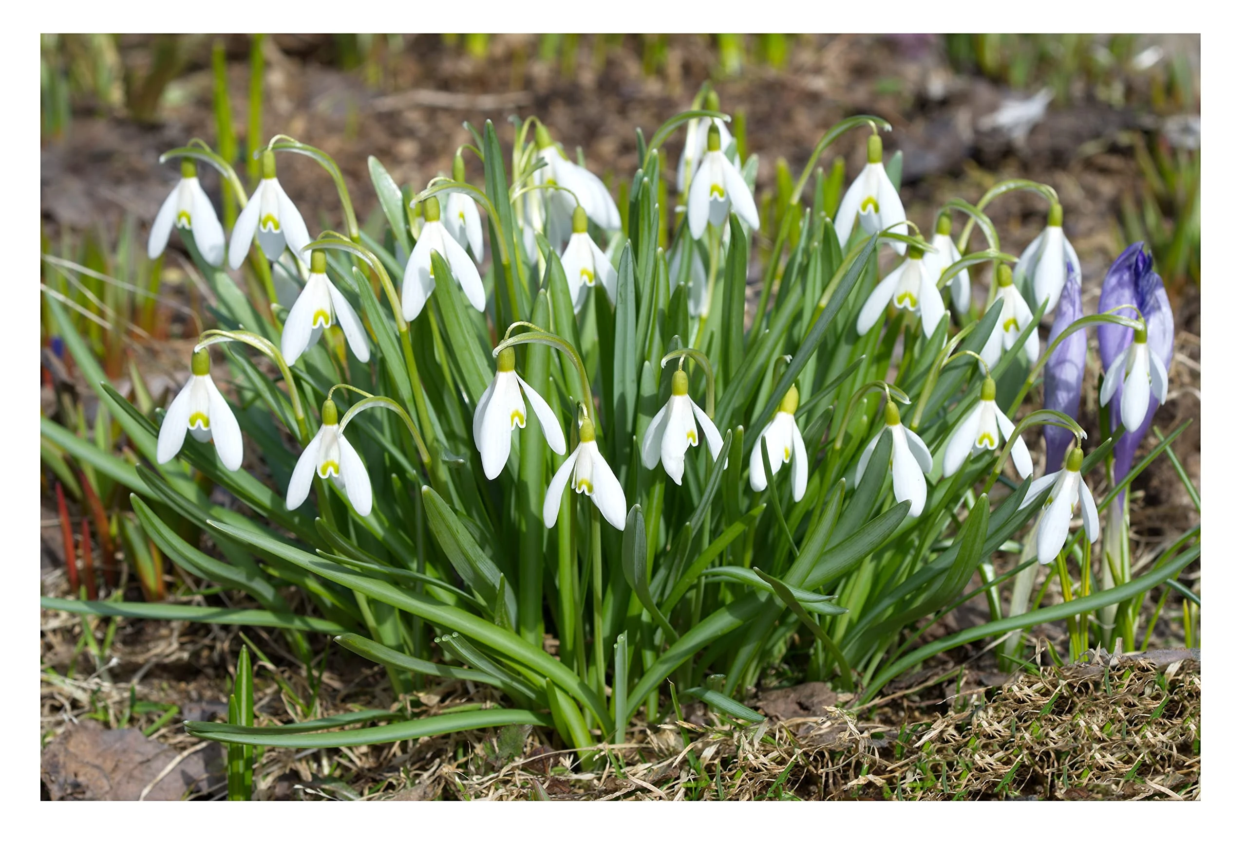 Oliwier's Bulbs 20x Single Snowdrop Galanthus Woronowii Early Spring Flowering Autumn Planting Bulbs Garden Perennial Plants White Flowers