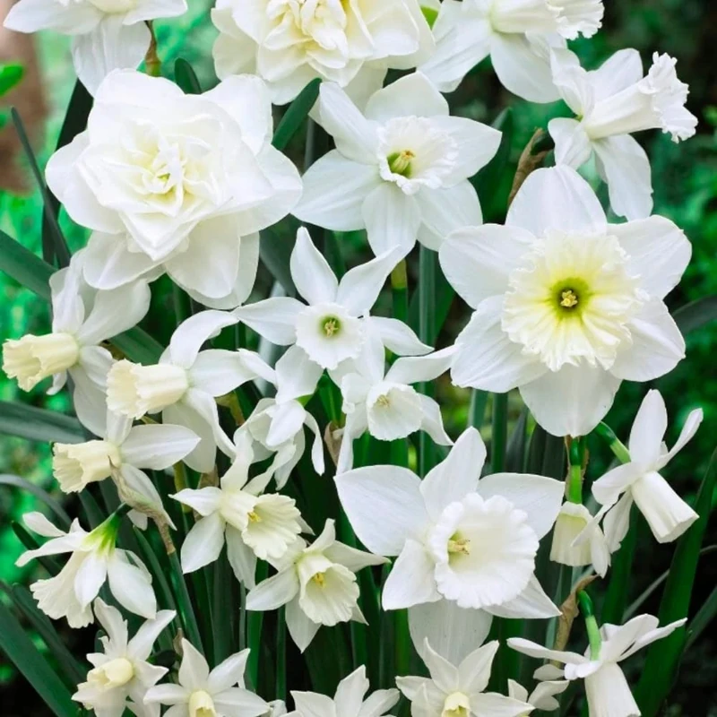 Daffodil Mixed - Spring Flowering Bulbs - Perennial - Popular Daffodil Variety - Fragrant & Attractive - Ready to Plant - for Your Beautiful Garden (15x Dwarf Daffodil White Scented Mixed)