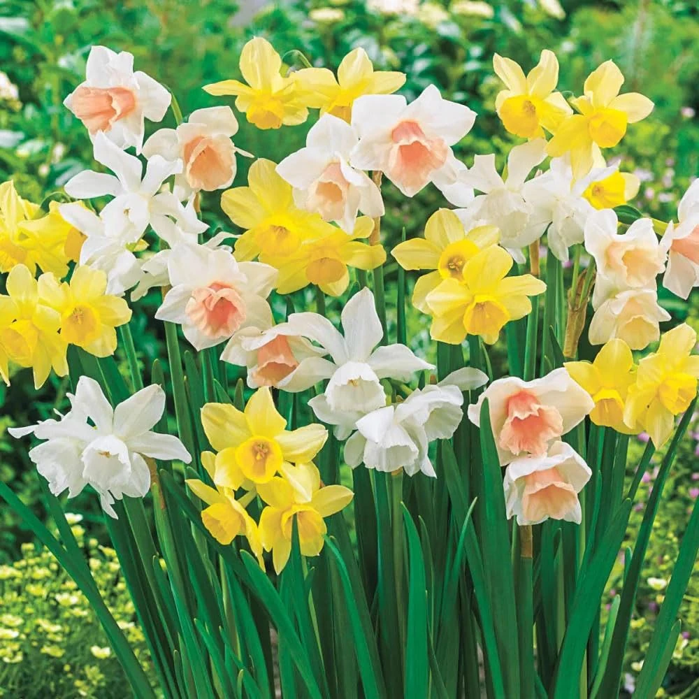 Daffodil Mixed - Spring Flowering Bulbs - Perennial - Popular Narcissus Variety - Fragrant & Attractive - Ready to Plant - for Your Beautiful Garden (8 x Dwarf Daffodil Botanical Mixed)
