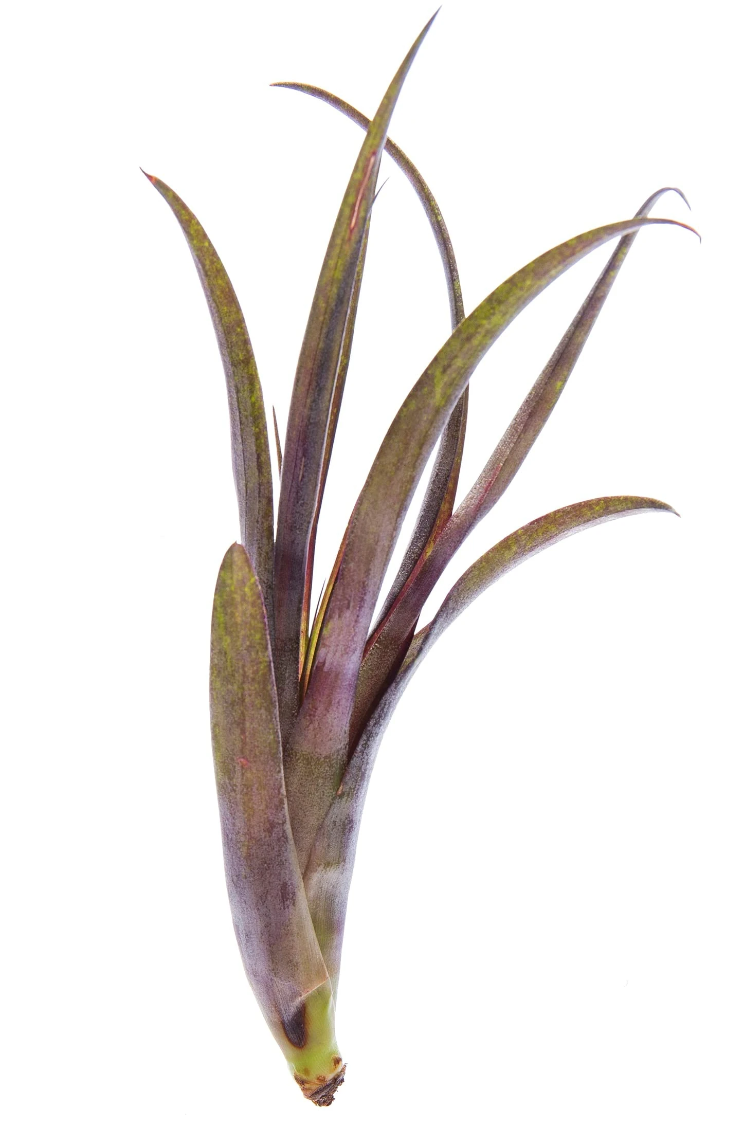 Air Plant - Easy to Keep House Airplant - Tillandsia Gift Bromeliad (Flabelleta Rubra)