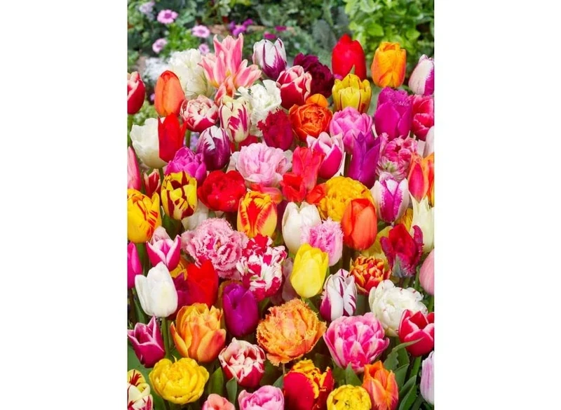 The Great British Bulb Co 30 Surprise Mixed Tulip Bulbs - Size 10/11