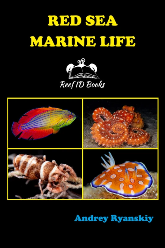 Red Sea Marine Life