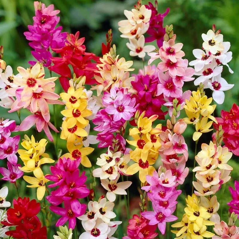 15 x Ixia Mixed – Spring Flowering Bulbs – Exotic Bicolour Blooms – Perennial – for Your Beautiful Garden