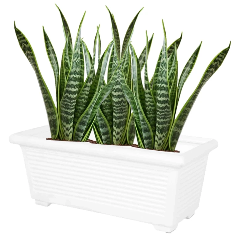 Kloris VASE, White, 80x39