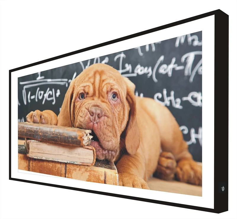 CCRETROILUMINADOS Picture with Lacquered Wood Frame in Black Illuminated with Led Light Dog Reader