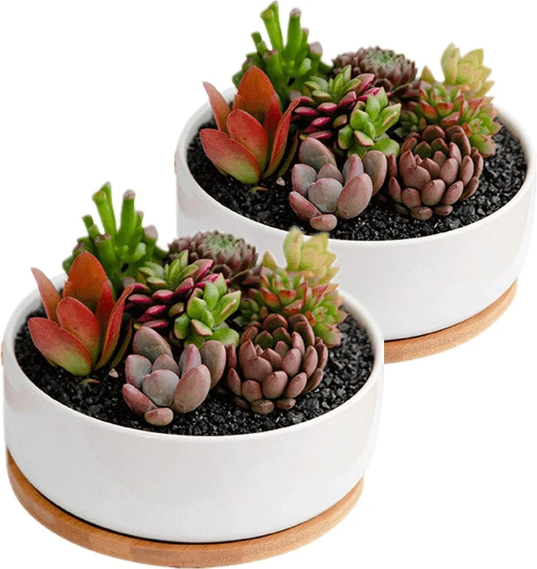 disdain Plant Flower Pots Indoor, 2-pack Set Ceramic Flower Pots Planter, white Ceramic Plant Pot Small Round Plant Pots for Home Office Decoration