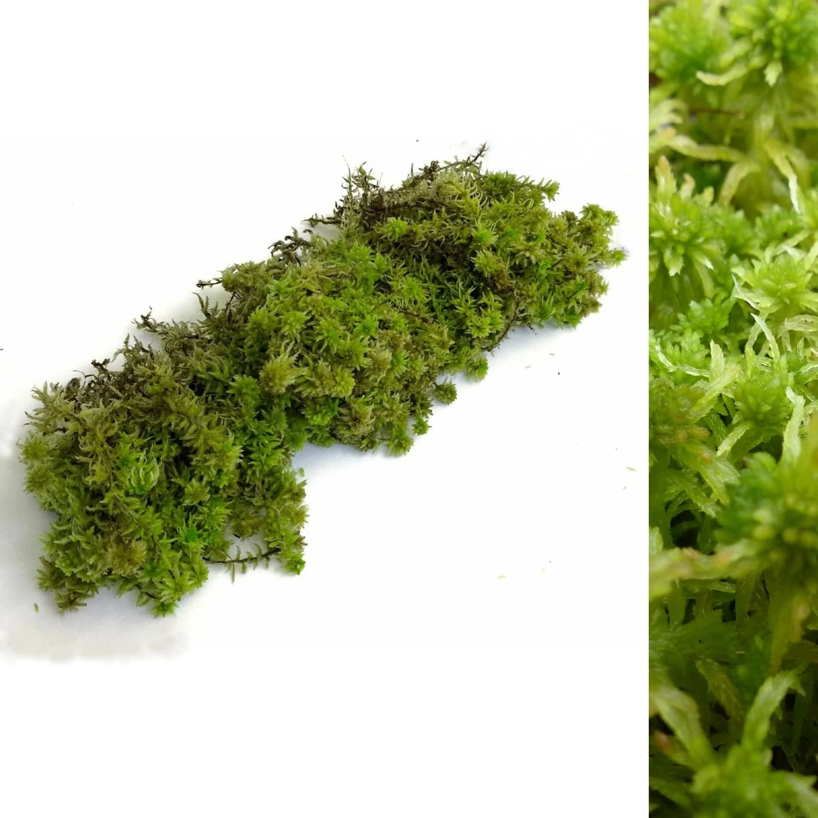 Fresh Sphagnum Moss - 500g/1kg - Ideal for Terrariums, Live Plant Displays and Wreaths (1kg)