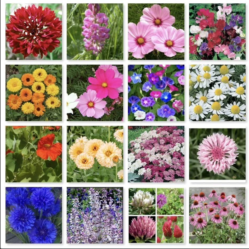 Wild Flower Pure Seeds Mix of 16 Flower in one Bag with no Grass in The Mix, All Organic Fresh Seeds to Grow in Garden, Farm, School or Balcony (50g)