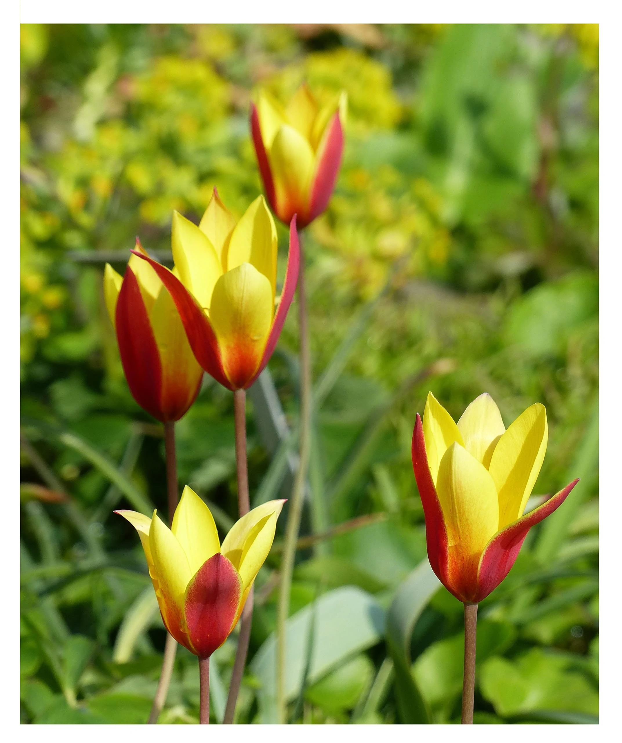 20x Dwarf Tulip Clusiana Chrysantha Bulbs Early Spring Flowering Botanical Tulipa Beautiful Yellow and Red Rockery Garden Patio Flowers