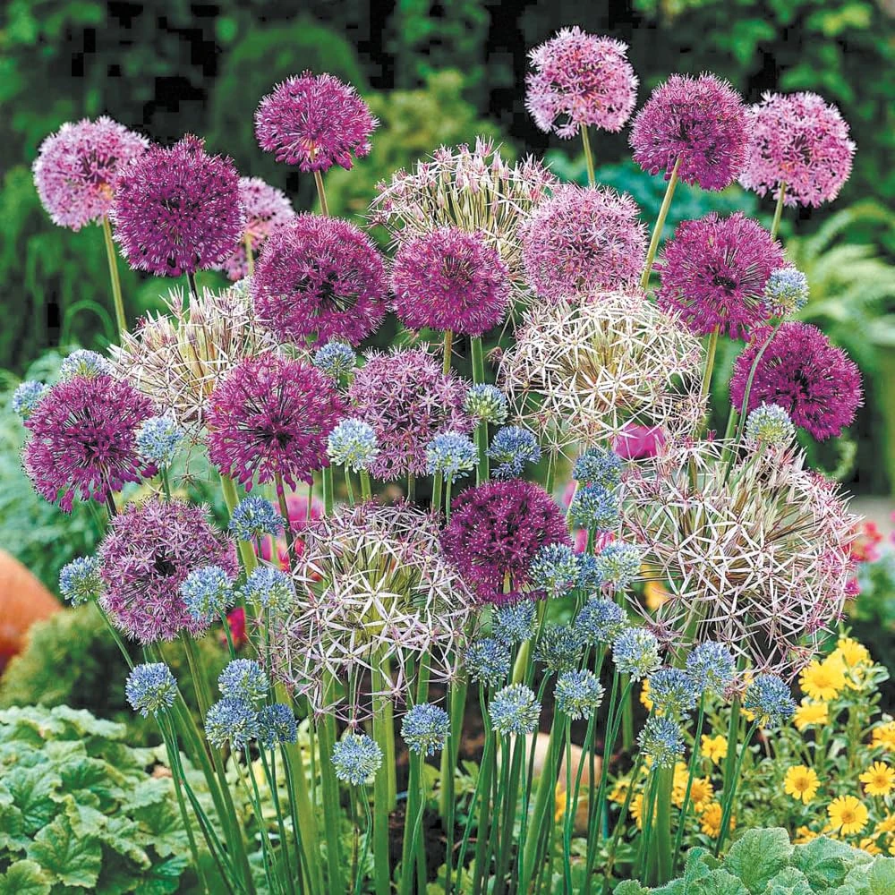 YouGarden Mixed Allium Bulb Collection, Set of 200 Bulbs, Ready to Plant in Autumn for Spring Flowers, Six Allium Varieties in One Collection