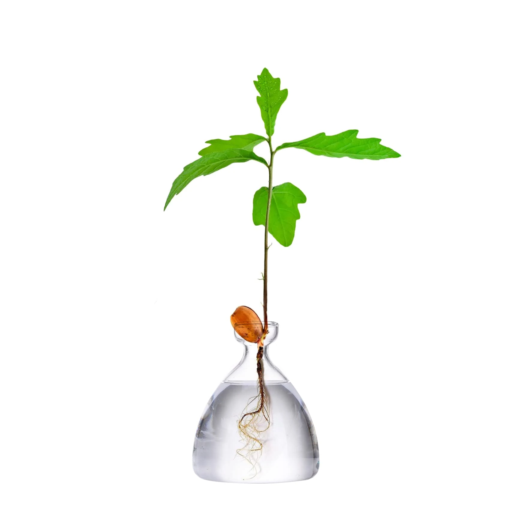 Maveite Acorn Tree Growing Vase Acorn Seed Sprouting Starter Planter Kit Hydroponics Terrariums Pot Deco Glass Propagation Vases Gardening Chirstmas Gifts for Her Him