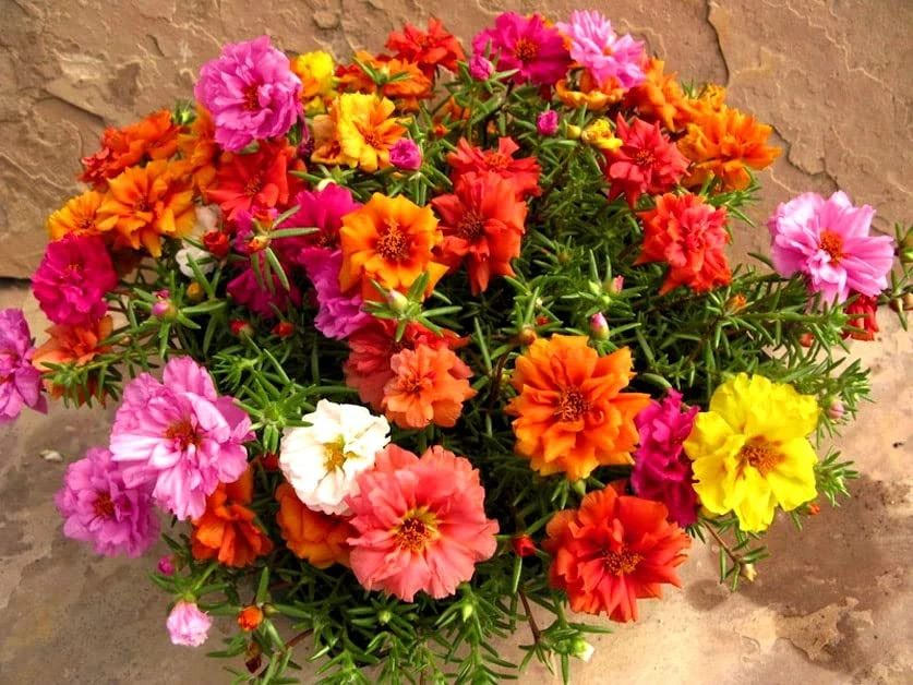 Moss Rose Double Mix 3500 Seeds + Freebie + Plant tag Portulaca Grandiflora