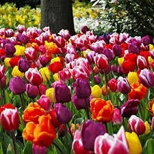 Triumph Tulip Bulbs - 50 Mixed - Create A Stunning Spring Bulb Display - Millthorpe Plant Centr