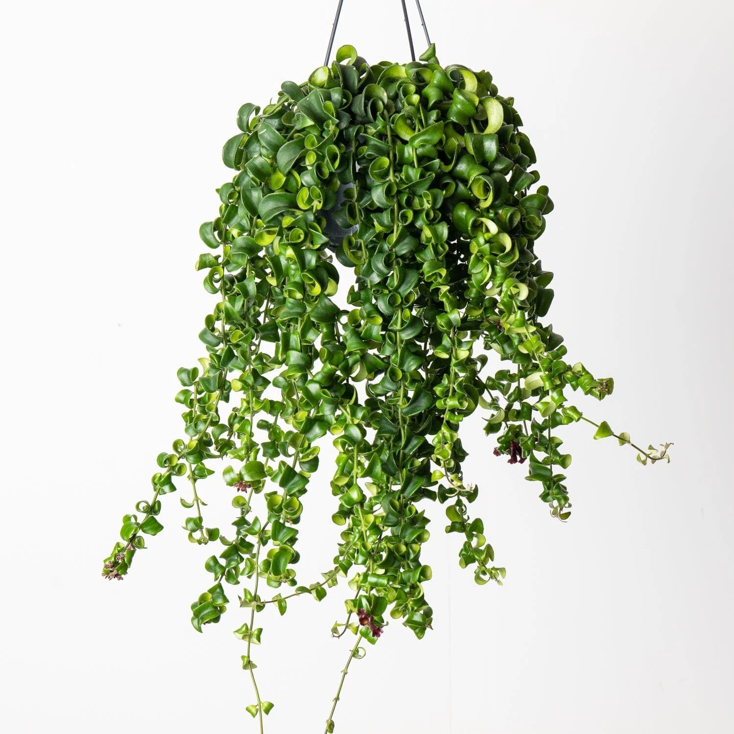 Aeschynanthus 'Rasta' Curly Wurly Lipstick Plant - Indoor Plant in 12cm Pot - Bright Red Flowers (3 Plants)