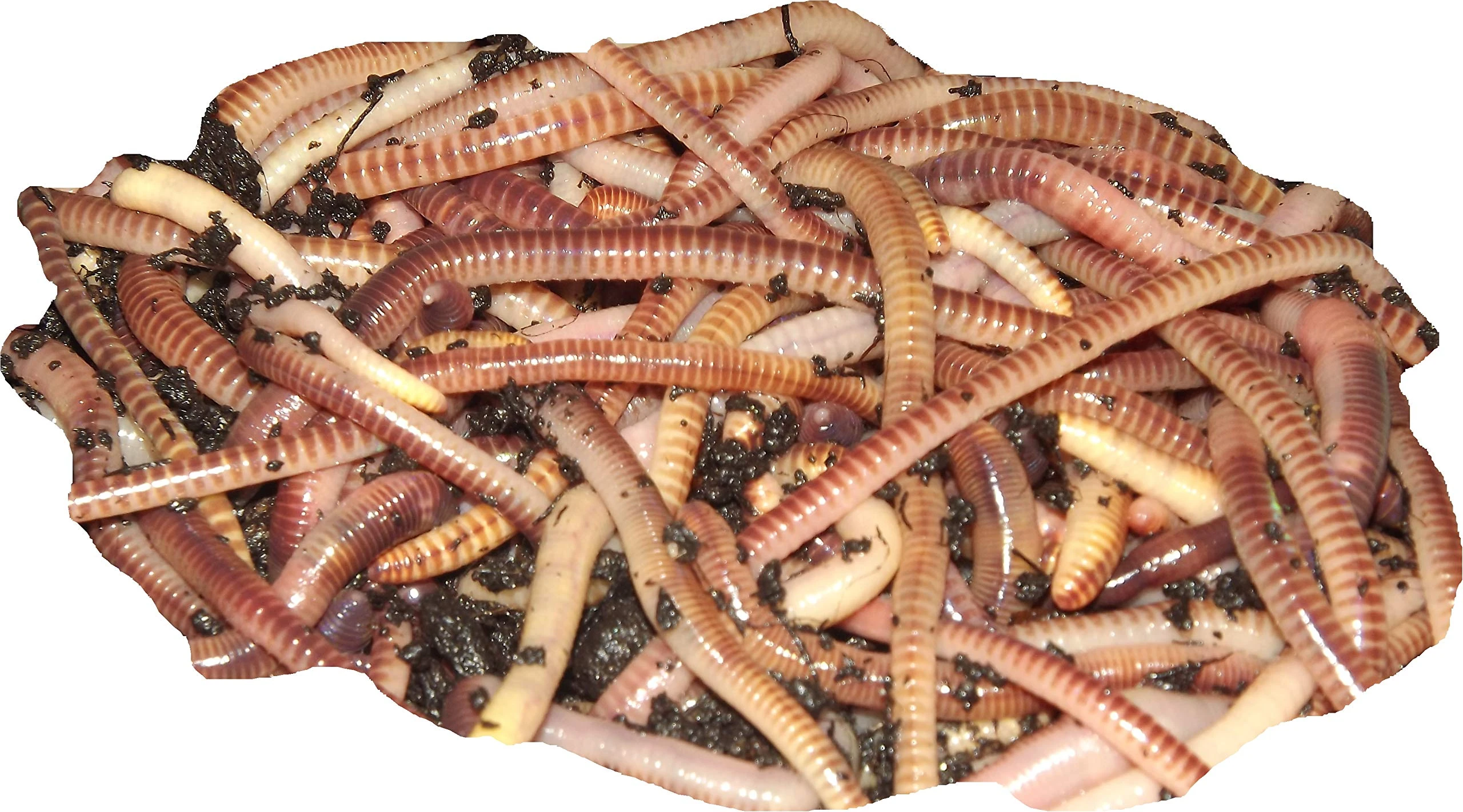 Yorkshire Worms TIGER COMPOST WORMS - Suitable for Composting and Wormery Starter Packs (125g)