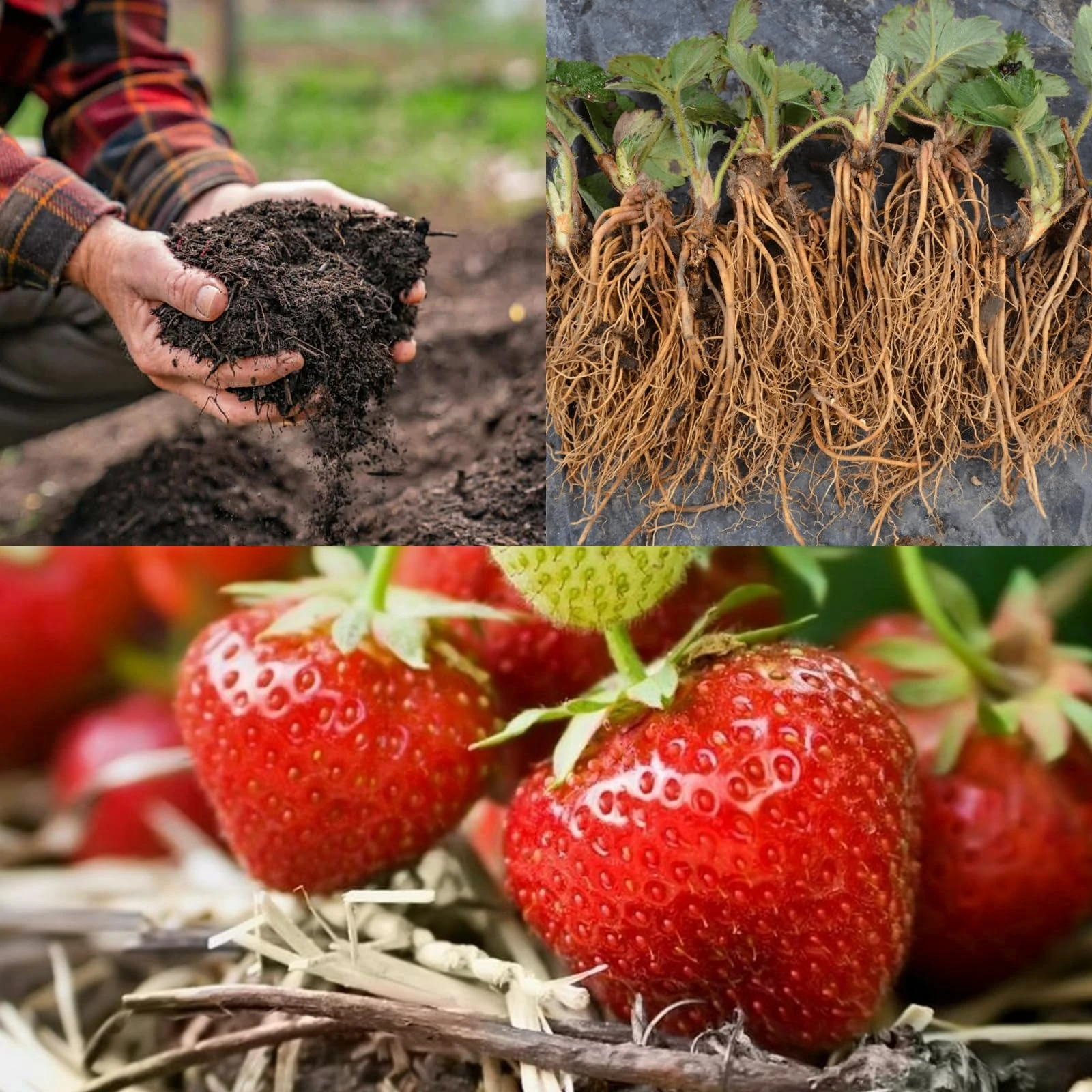 20 x Strawberry 'Cambridge Favourite' Bare Roots - with Free Growing Compost Complement - Grow Your Own Strawberries