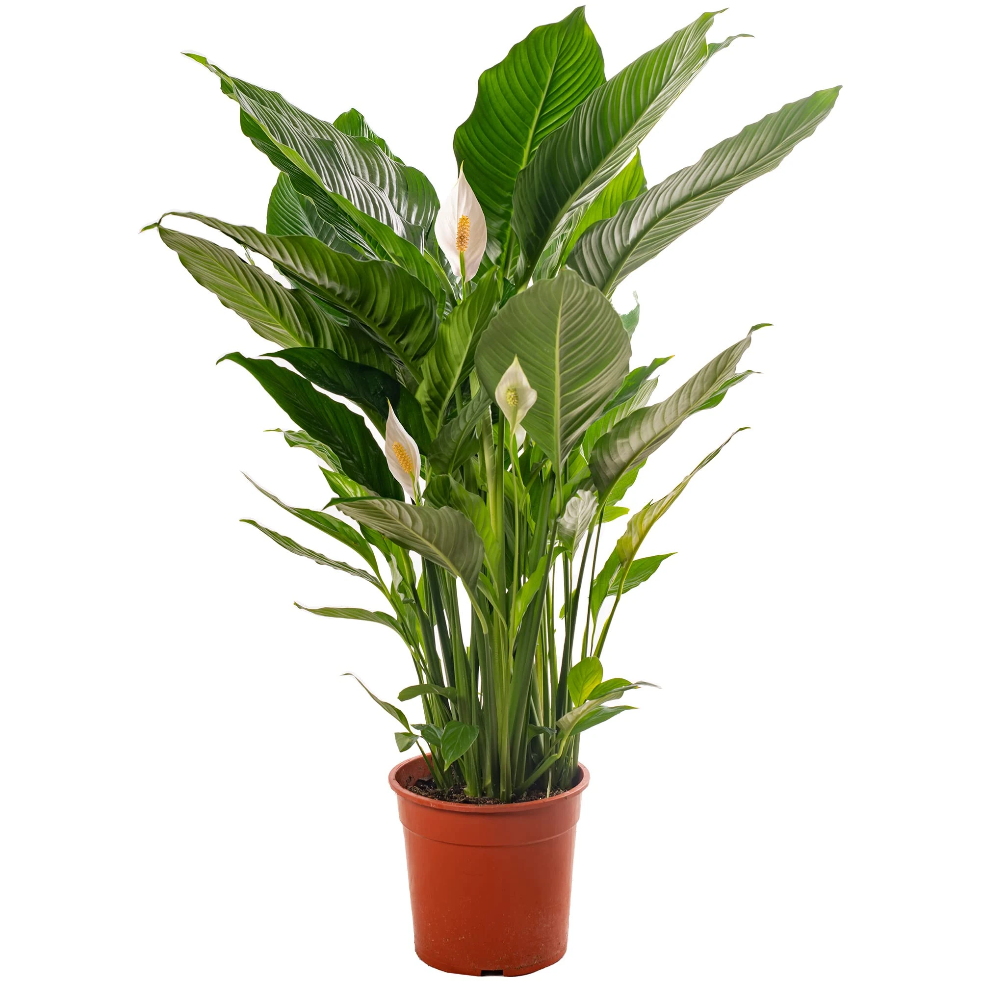 Spathiphyllum Peace Lily Large Indoor House Plant Purify The Air in Your Home (120-140cm (Incl. Pot))