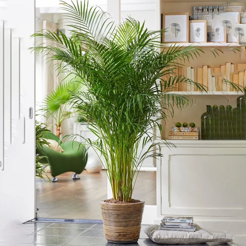 Areca Palm Large Indoor House Plant Real Tropical Exotic Evergreen Tall Plants (90-100cm incl. Pot)