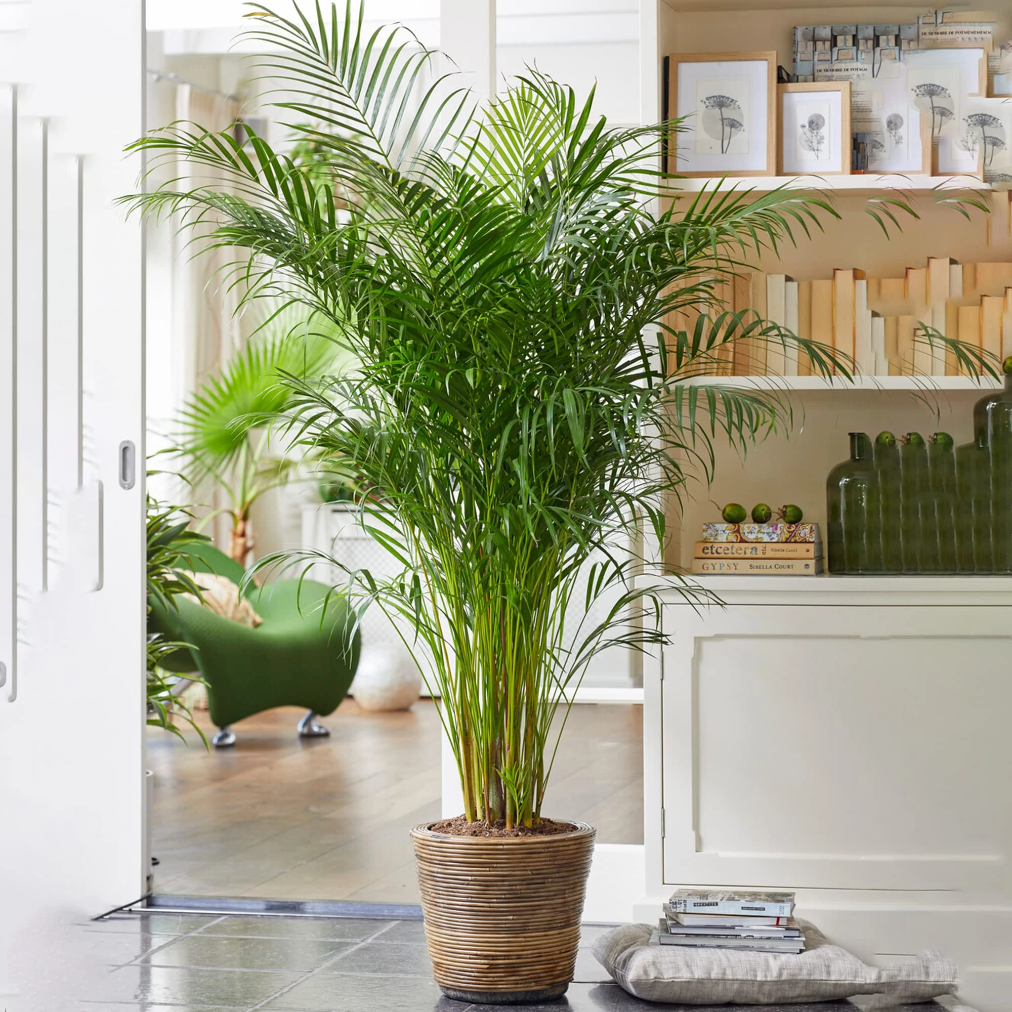 Areca Palm Large Indoor House Plant Real Tropical Exotic Evergreen Tall Plants (100-120cm incl. Pot)